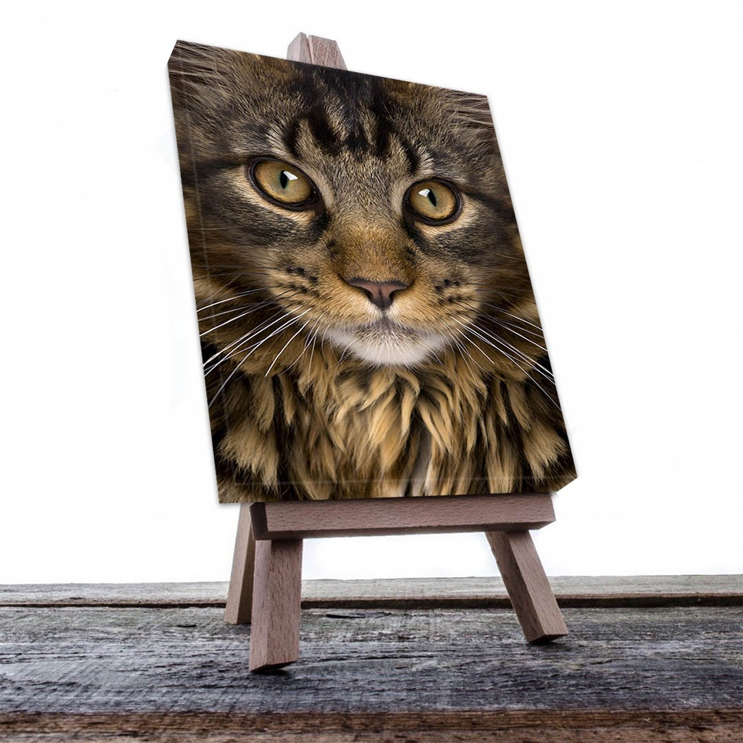 Cuadro Decorativo de Gato Gris Atigrado #535