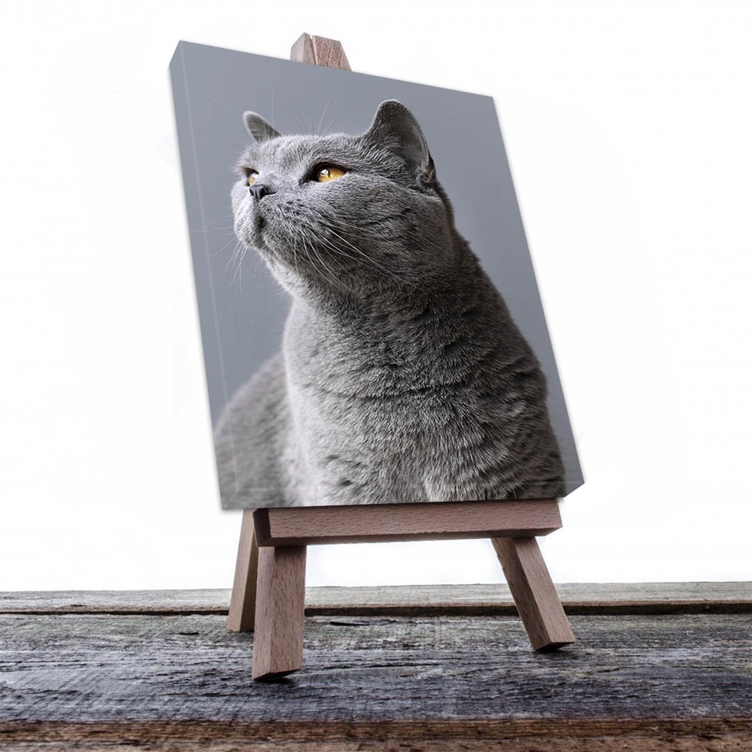 Cuadro Decorativo de Gato Gris #538