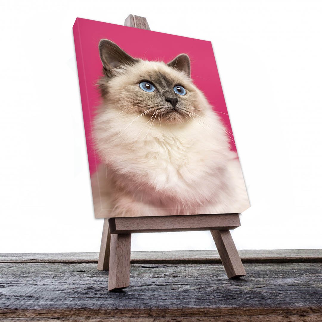 Cuadro Decorativo de Gato Siamés #541