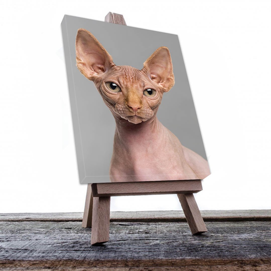 Cuadro Decorativo de Gato Esfinge #546