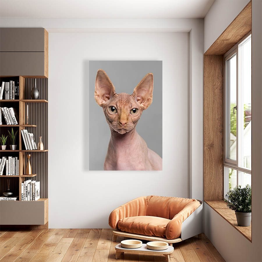 Cuadro Decorativo de Gato Esfinge #546 - Imagen 2