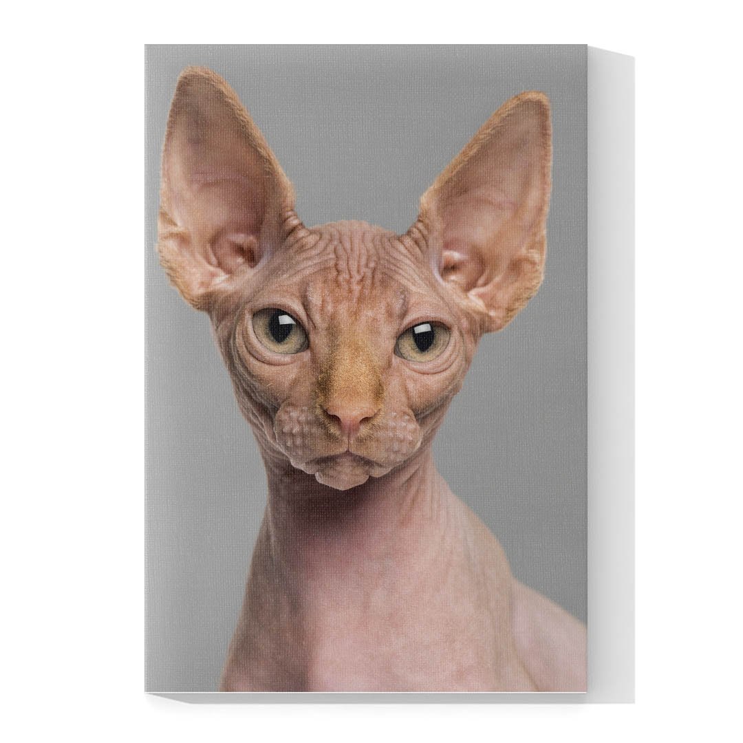 Cuadro Decorativo de Gato Esfinge #546 - Imagen 4