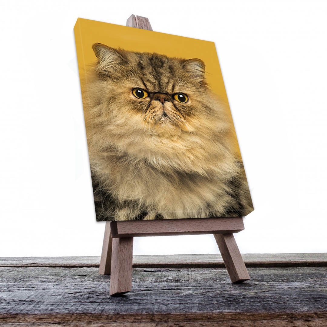 Cuadro Decorativo de Gato Persa Miel #547