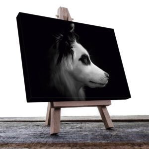 Cuadro Decorativo de Perro Borde Collie #04