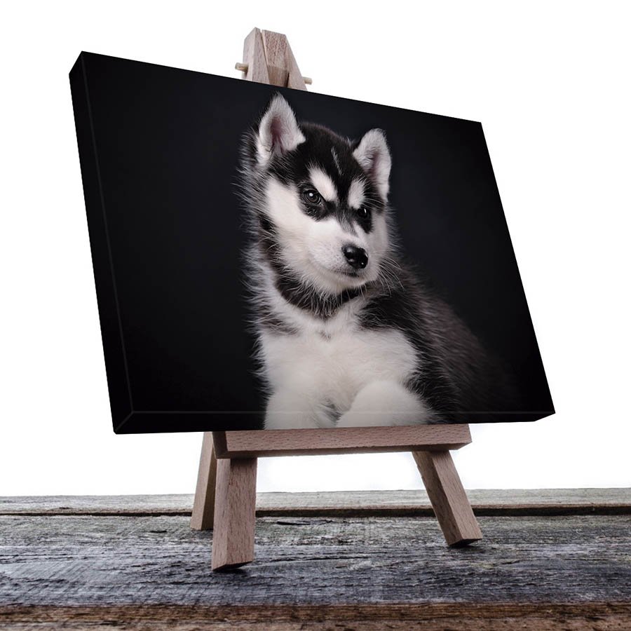 Cuadro Decorativo de Perro Husky Gris#05