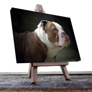 Cuadro Decorativo de Perro Buldog #06