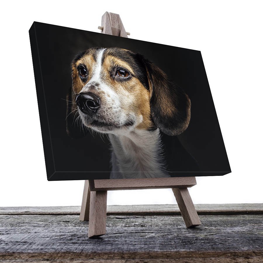 Cuadro Decorativo de Perro Beagle #10