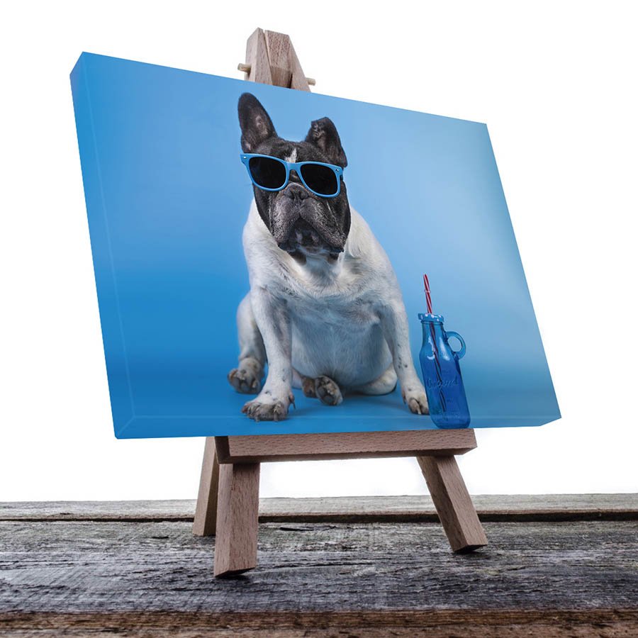 Cuadro Decorativo de Perro Pug Blanco con Lentes #25