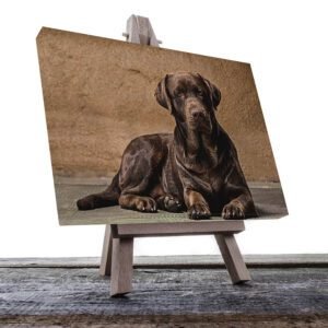 Cuadro Decorativo de Perro Labrador #29