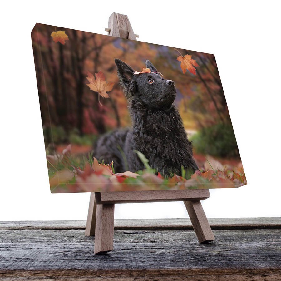 Cuadro Decorativo de Perro Pastor Croata #31