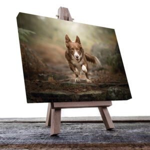 Cuadro Decorativo de Perro Borde Collie #33