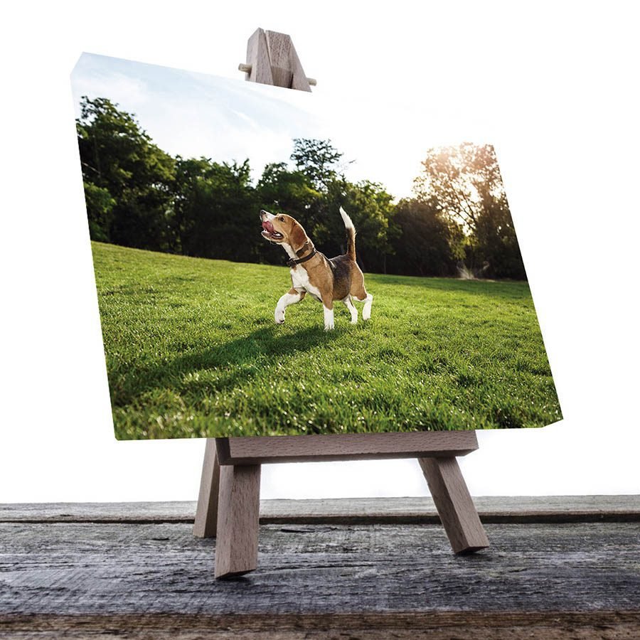 Cuadro Decorativo de Perro Beagle #36