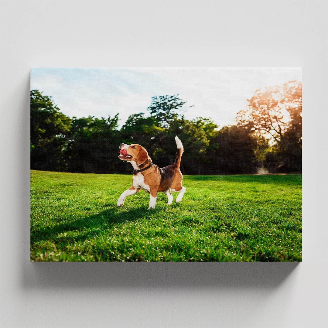 Cuadro Decorativo de Perro Beagle #36 - Imagen 4