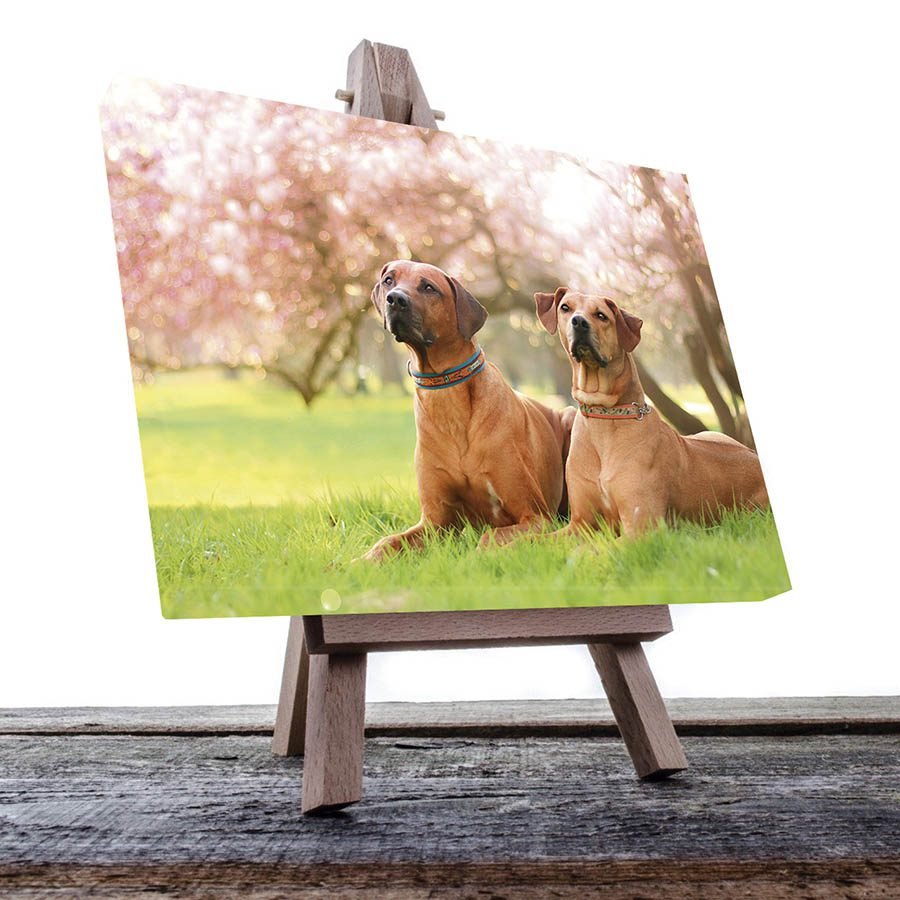 Cuadro Decorativo de Perro Gran Danés #38