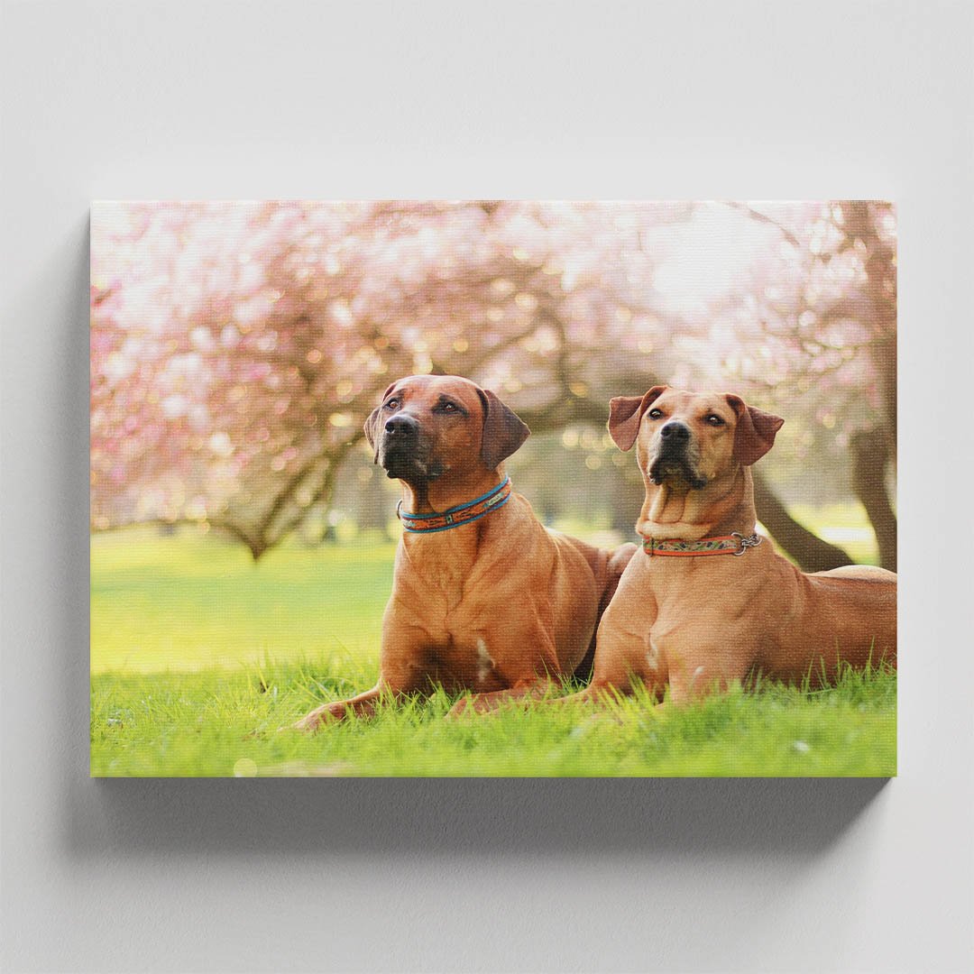 Cuadro Decorativo de Perro Gran Danés #38 - Imagen 4