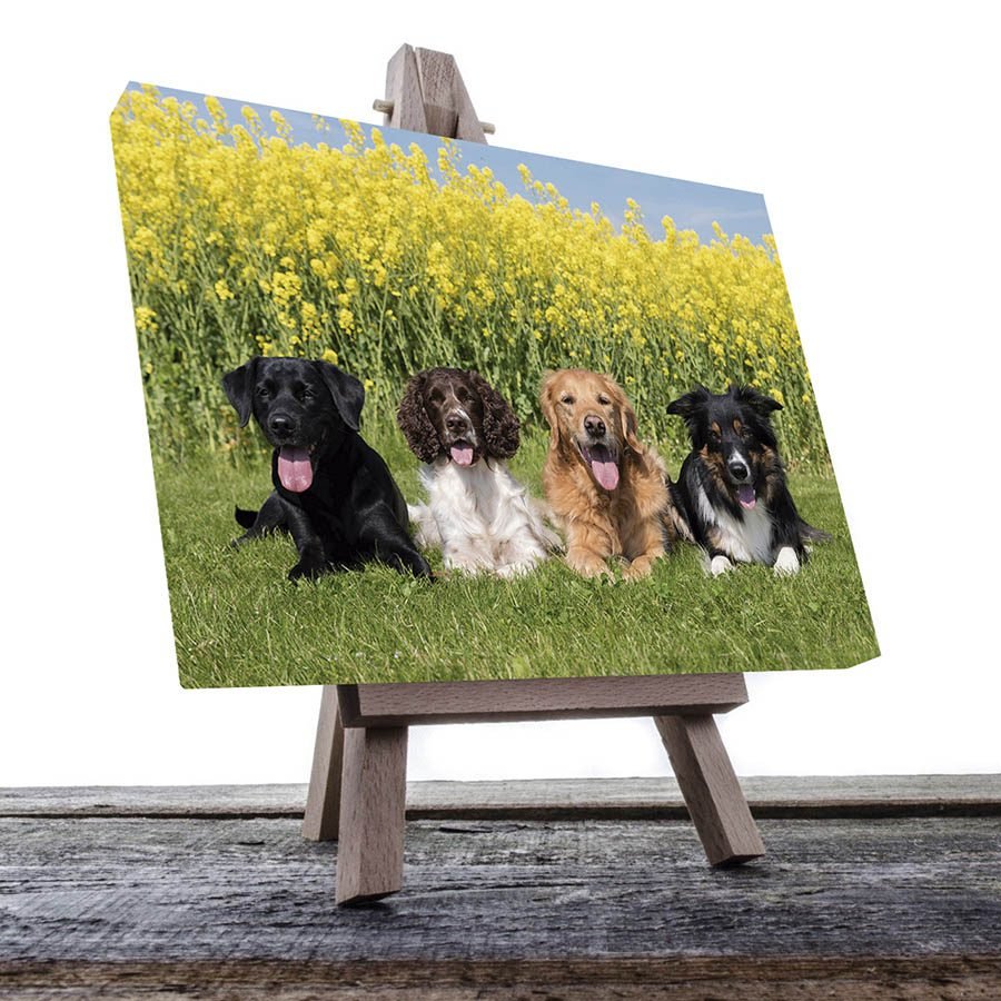 Cuadro Decorativo de Perros En el Campo #40