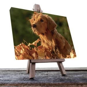 Cuadro Decorativo de Perro Golden Retriver #42