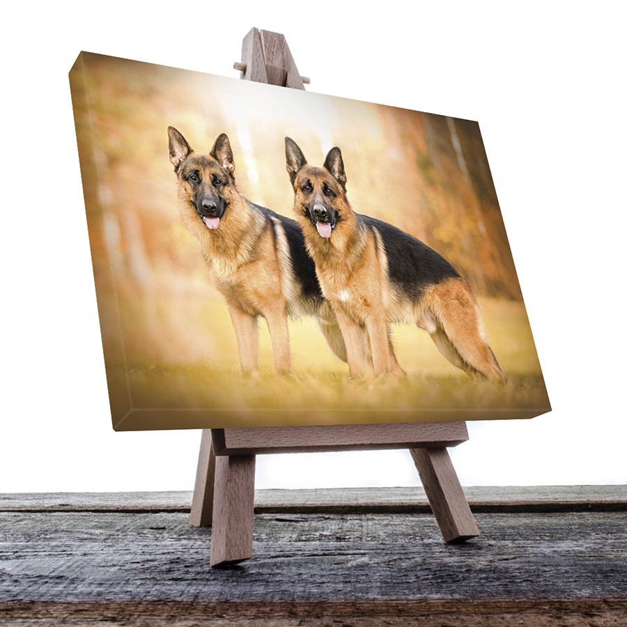 Cuadro Decorativo de Perros Pastor Alemán #45