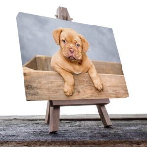 Cuadro Decorativo de Perro Dogo #46