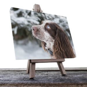 Cuadro Decorativo de Perro en la Nieve #47