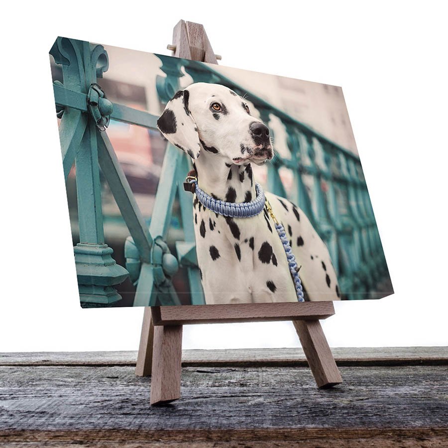 Cuadro Decorativo de Perro Dálmata #49