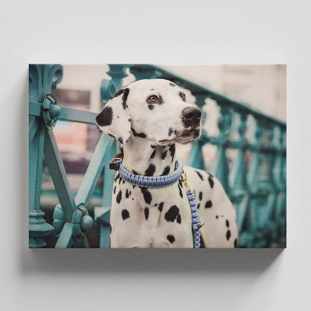 Cuadro Decorativo de Perro Dálmata #49 - Imagen 4