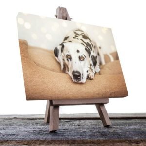 Cuadro Decorativo de Perro Dálmata #54