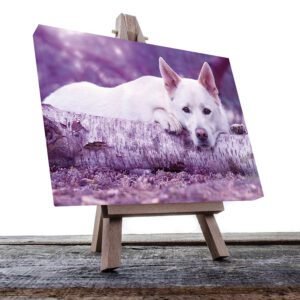 Cuadro Decorativo de Perro de Canaán #57