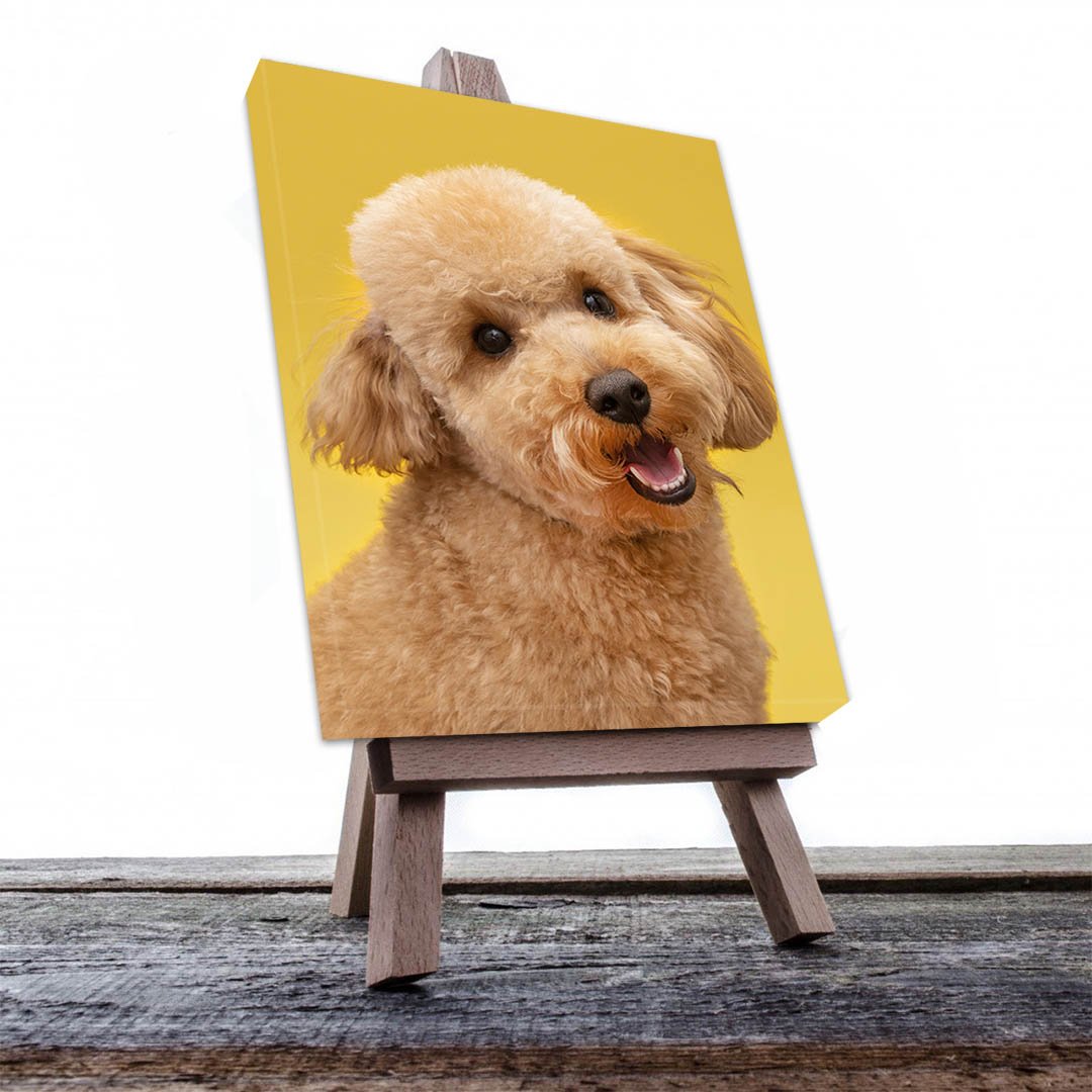 Cuadro Decorativo de Perro Shih Tzu #501