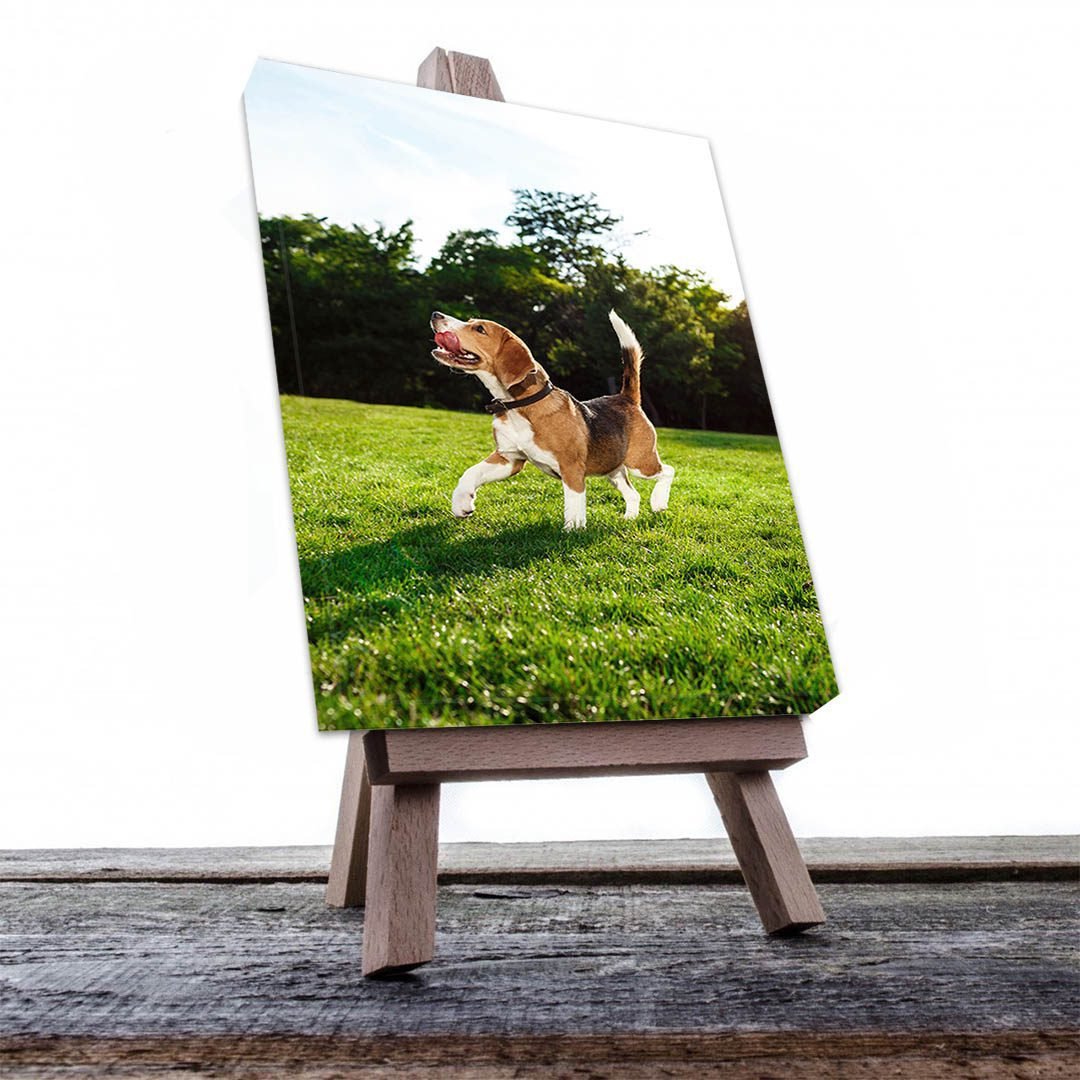Cuadro Decorativo de Perro Beagle #507