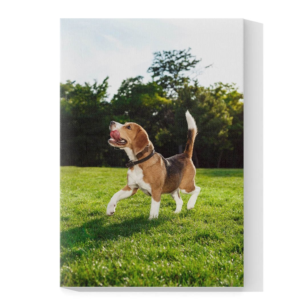 Cuadro Decorativo de Perro Beagle #507 - Imagen 4