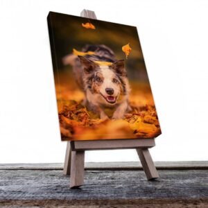 Cuadro Decorativo de Perro Pastor Australiano #511