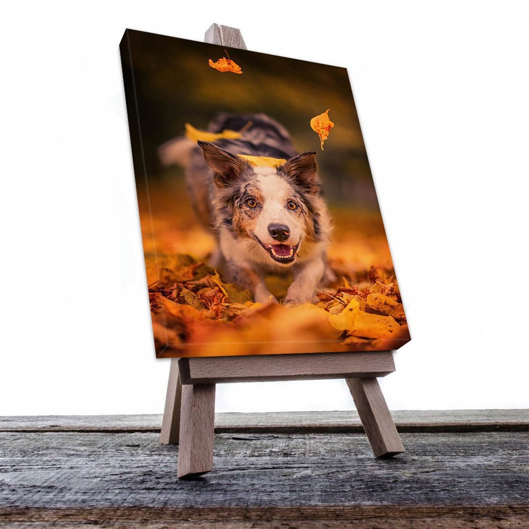 Cuadro Decorativo de Perro Pastor Australiano #511