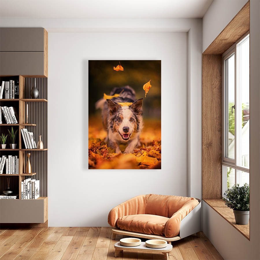 Cuadro Decorativo de Perro Pastor Australiano #511 - Imagen 2