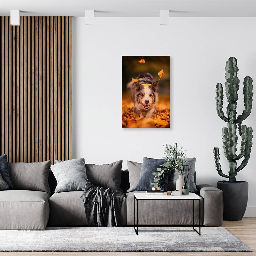 Cuadro Decorativo de Perro Pastor Australiano #511 - Imagen 3