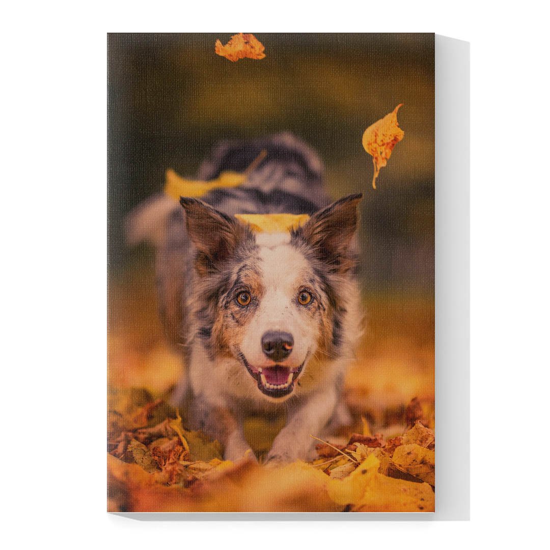 Cuadro Decorativo de Perro Pastor Australiano #511 - Imagen 4