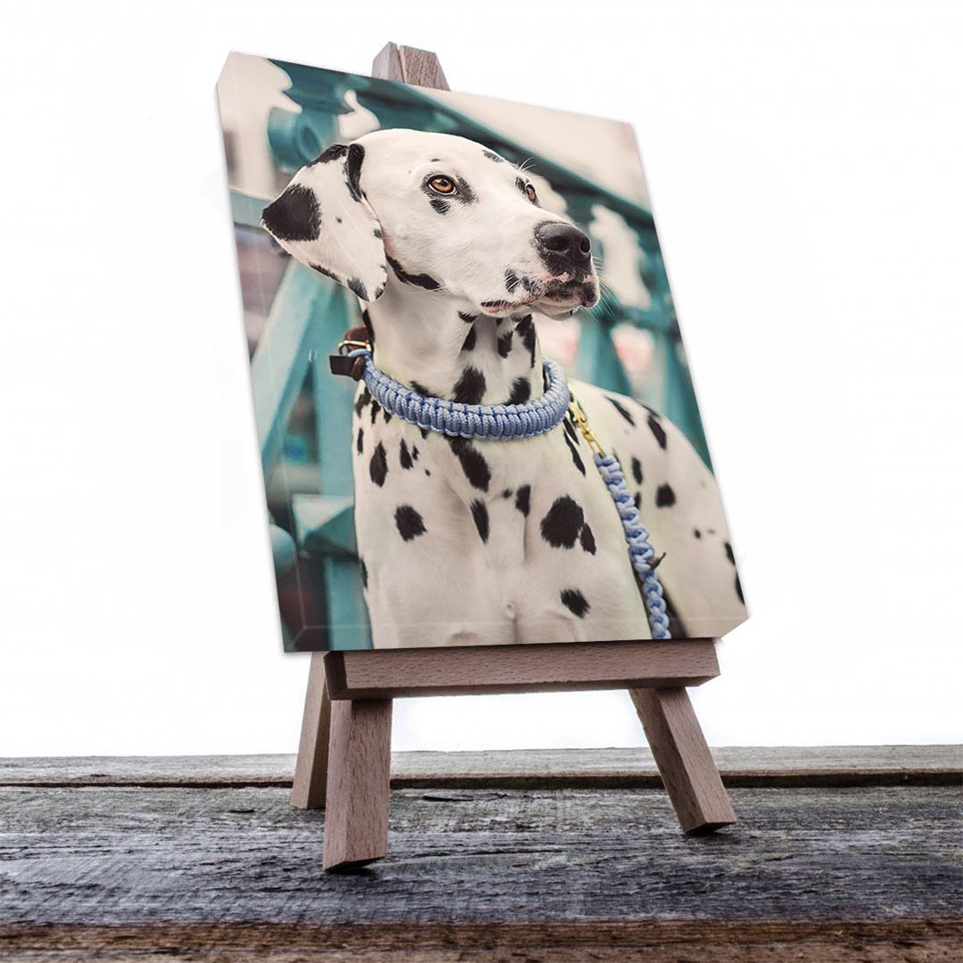 Cuadro Decorativo de Perro Dálmata #516