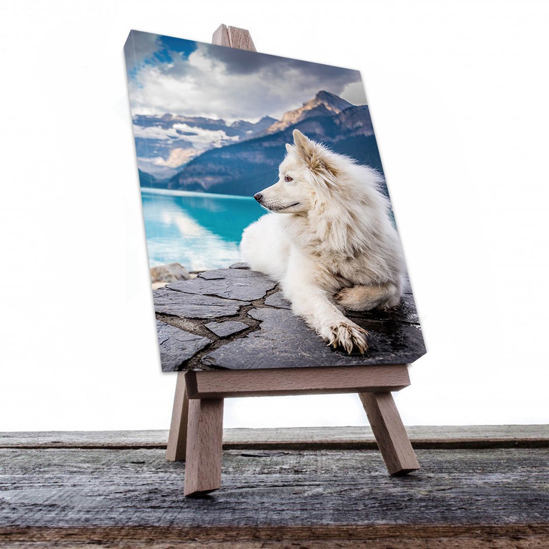 Cuadro Decorativo de Perro Samoyedo #518