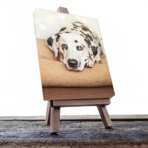 Cuadro Decorativo de Perro Dálmata #519