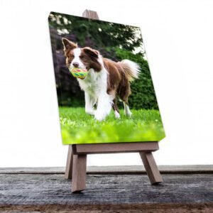 Cuadro Decorativo de Perro Borde Collie #520
